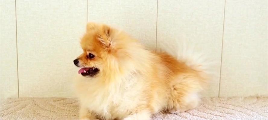 了解以俊介狗狗（挚爱伴侣）