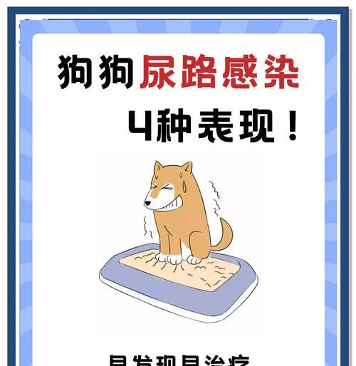 了解狗狗尿路感染（预防尿路感染的关键是关注狗狗的饮食和卫生习惯）