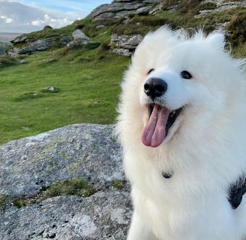 萨摩耶犬的疫苗接种计划（了解萨摩耶犬的打针频率和重要性）