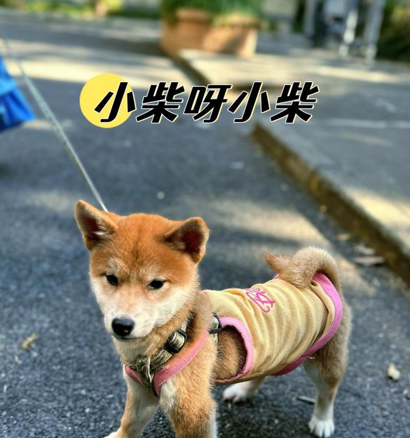 柴犬的体重及饮食需求（了解柴犬的体重范围及合理饮食，）