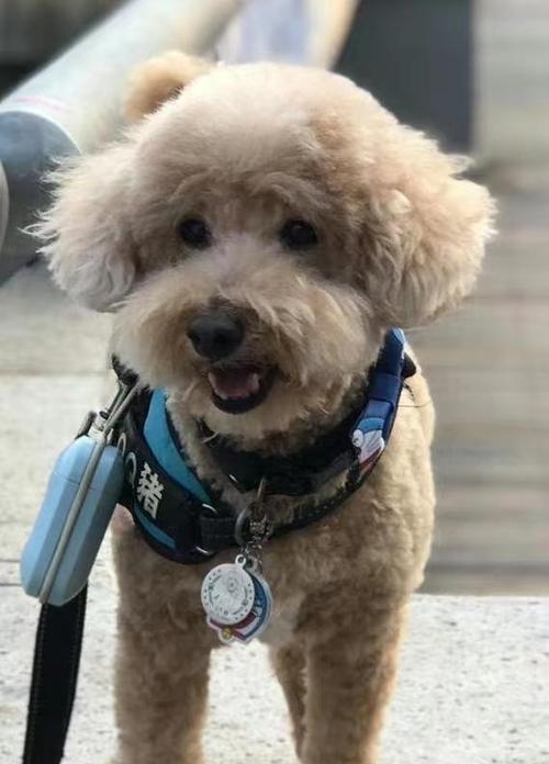 宠主必知！泰迪犬3~6个月的关键期养护指南（宠爱从这里开始，宠主要掌握的关键期养护技巧）