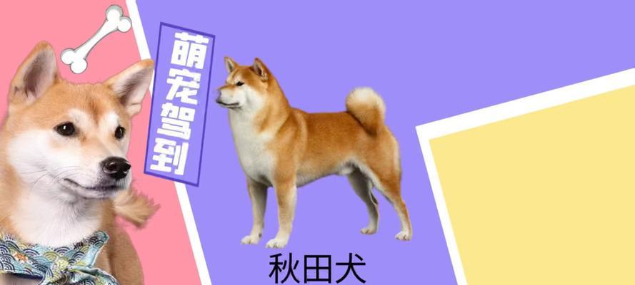 秋田犬价格之谜（探究秋田犬的独特优点和市场需求）