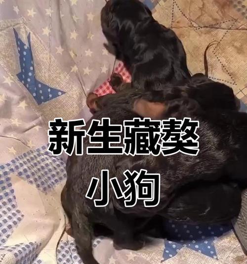 如何照顾新生幼犬（全面了解幼犬的需求和照顾方法）