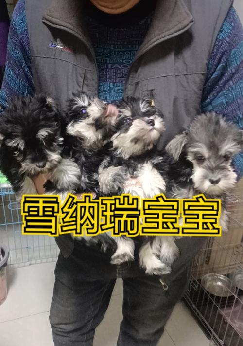 雪纳瑞绑耳的正确方法（为你的雪纳瑞选择正确的绑耳方式）