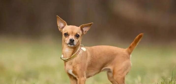 可爱小型犬的好养之道（选择适合你的小型犬伴侣，为你的生活带来无尽欢乐）