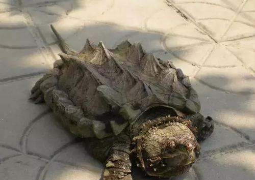 商家聚财“长寿龟”揭秘（原是鳄龟，寿命只有20至70年，商家误导消费者）