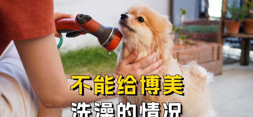 人用洗发水是否适合给狗洗澡？（选择合适的洗发水，保护宠物的毛发健康）