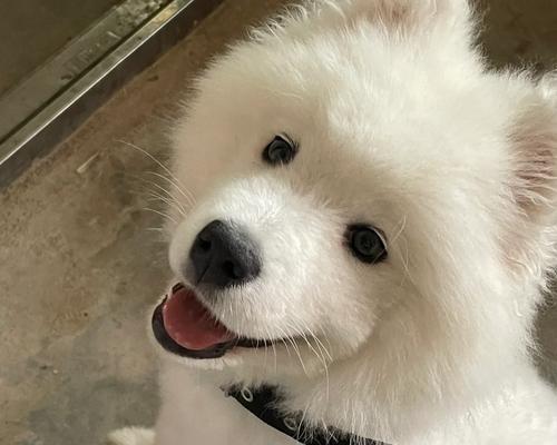 小狗生癞子是怎么回事？如何治疗癞子？（揭秘小狗患癞子的原因与治疗方法）