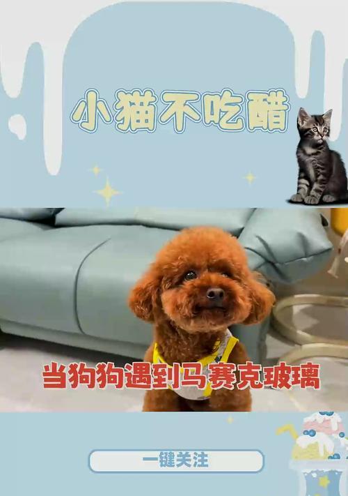 狗的中码号大揭秘！（了解狗的中码号，为宠物生活做准备吧！）