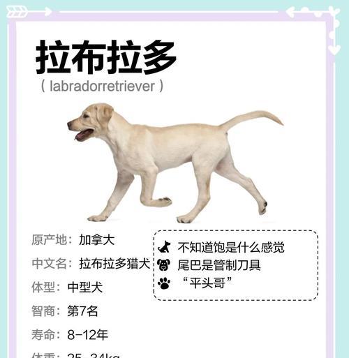 拉布拉多犬的成长历程与走路时间（揭秘拉布拉多犬从出生到开始走路的全过程）