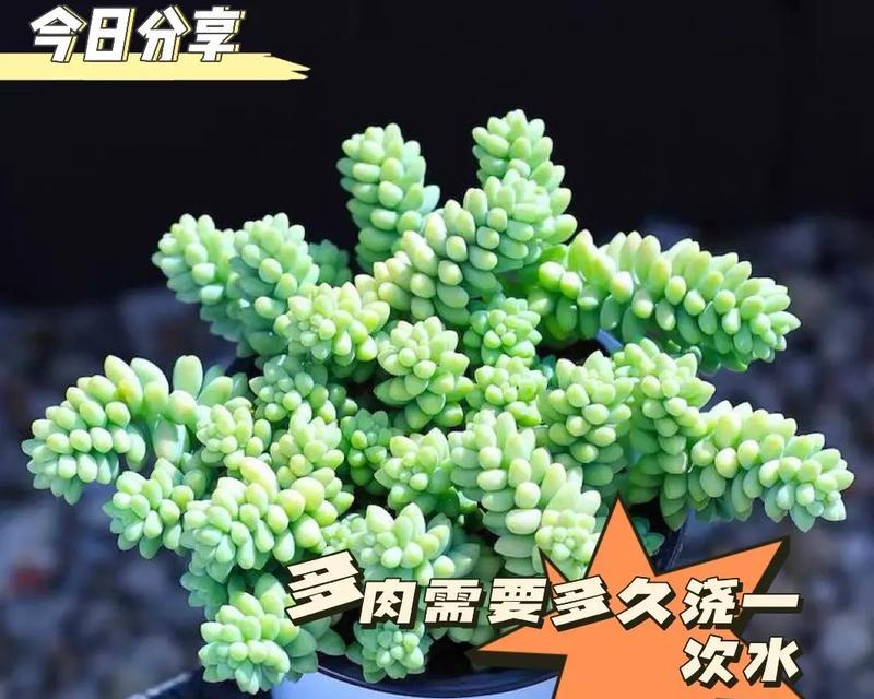 吉娃娃浇水频率究竟是多久一次？（揭秘吉娃娃的水分需求与浇水技巧）