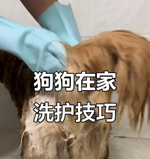 如何帮助狗狗克服洗澡恐惧（正确的洗澡技巧和心理疏导）