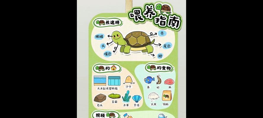 正确喂养乌龟的秘诀（乌龟饲养指南，让你的小宠物健康快乐）