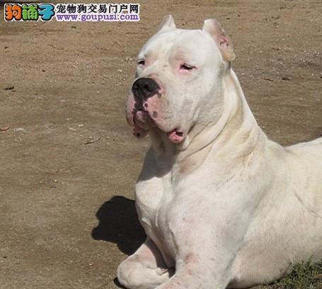 杜高犬的怀孕及产仔周期剖析（了解杜高犬的繁殖过程，掌握小狗诞生的时间点和注意事项）