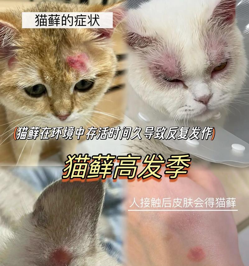 猫藓（了解猫藓，给你的猫咪最好的护理）