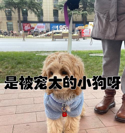 幼犬带回家的最佳时机（幼犬多久可以离开母亲和兄弟姐妹？）