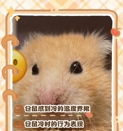 宠物仓鼠洗澡的正确方法（让你的仓鼠洁净舒适，健康快乐生活）