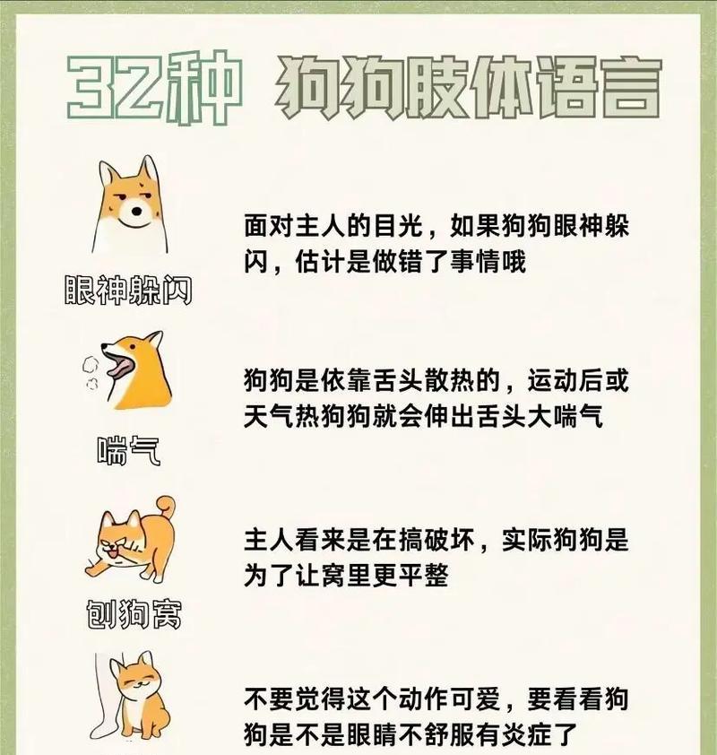 揭秘养狗的8个性冷知识，你都知道吗？（了解这些关键信息，让你成为狗狗的专家）