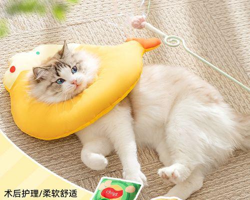 手术后佩戴伊丽莎白圈的时间及注意事项（手术后佩戴伊丽莎白圈的关键要点和护理指南）