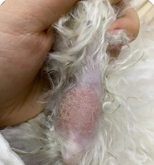 宠物狗狗真菌感染皮肤病的治疗过程（详解治疗宠物狗狗真菌感染皮肤病的步骤与注意事项）