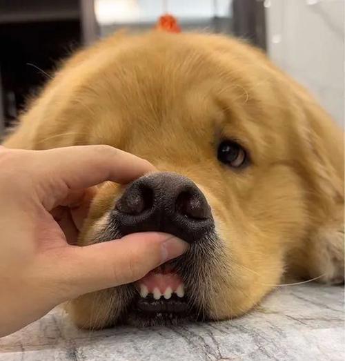 狗狗刷牙才是硬道理！（解决狗狗牙周病的必要措施）