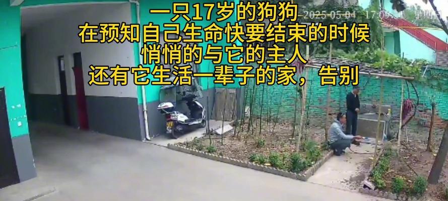 狗狗死后的常见症状及处理方法（了解狗狗死后的表现以及应对之道）