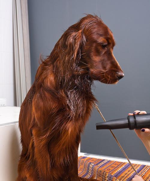 如何正确梳理狗狗的毛发（让你的爱犬拥有健康亮丽的毛发）