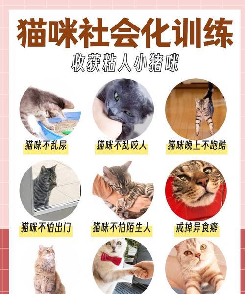 小猫咪多久不怕人？（探究猫咪适应人类环境的时间和条件）