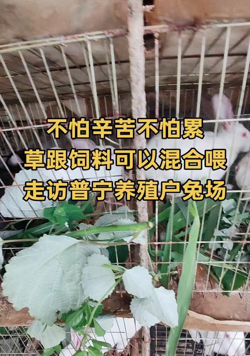 兔子适应新草需要多久？（探索兔子对新环境的适应能力与时间）