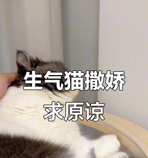 猫咪生气了！十种表现，了解它的情绪吧（探秘猫咪生气时的行为举止，分辨出它的情绪状态）