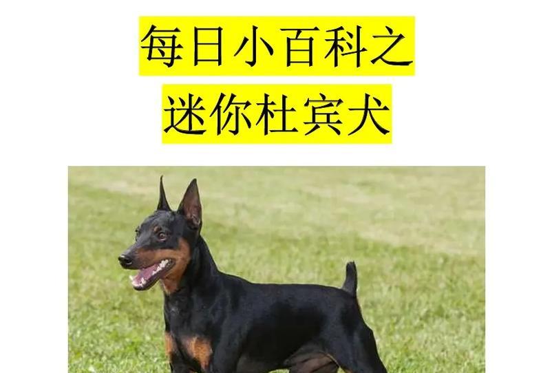 探秘杜宾幼犬的特征与魅力（了解杜宾幼犬的特点与培养技巧）