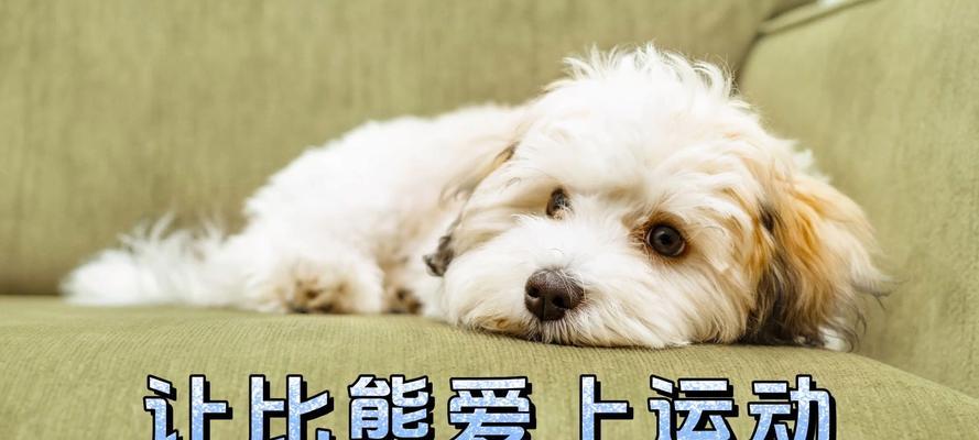 比熊犬的日常运动需求（了解比熊犬的运动需求，让它们保持健康）