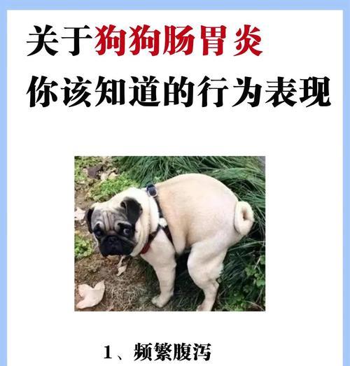 哈士奇呕吐禁食多久合适？（探究哈士奇呕吐后的适当禁食时间）