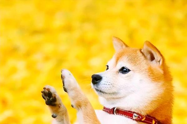 柴犬绝育的好处及最佳时机（为你的柴犬选择适时的绝育，享受健康与安宁）