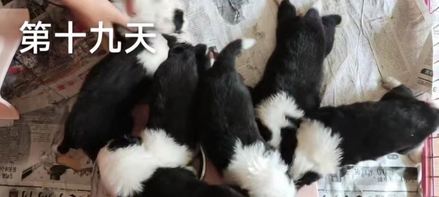 边牧成长中的常见问题及解决方法（了解边牧成长过程中可能遇到的问题以及如何应对）