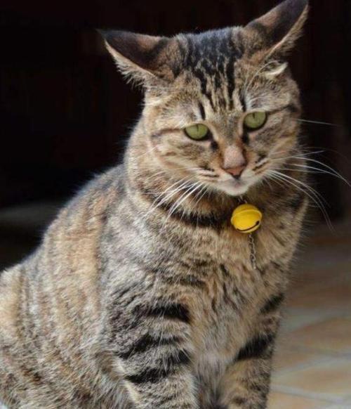 以美短还是狸花猫？辨别真假的5个方面（如何分辨真正的美短和狸花猫，避免被骗）