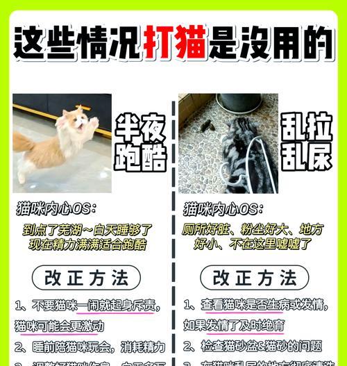 常见的错误饲养猫咪方式（避免这些错误，让你的猫咪健康快乐）
