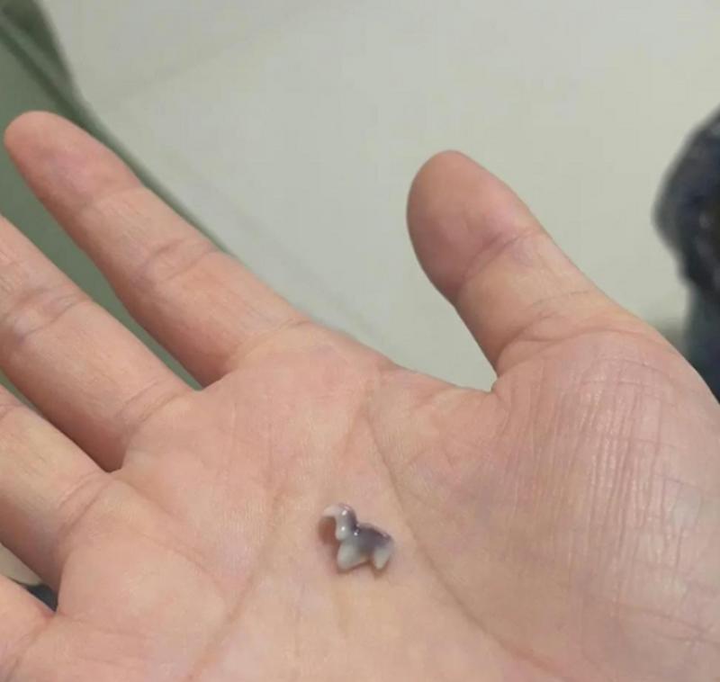 狗掉牙的寿命及其影响因素（揭秘狗掉牙对寿命的影响及如何延长狗的健康寿命）