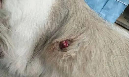 狗狗肿瘤（发现肿瘤的关键症状及如何保护宠物的健康）