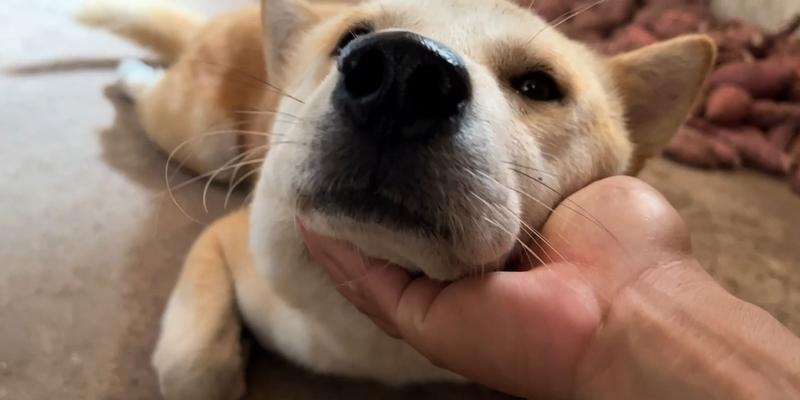 狗狗脑震荡恢复时间及关键因素分析（探究狗狗脑震荡的恢复过程及关键因素）