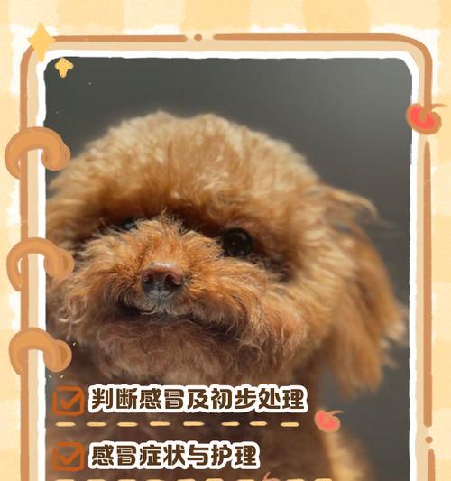 幼犬感冒流鼻涕了怎么办？（细心照顾，帮助幼犬摆脱感冒困扰）