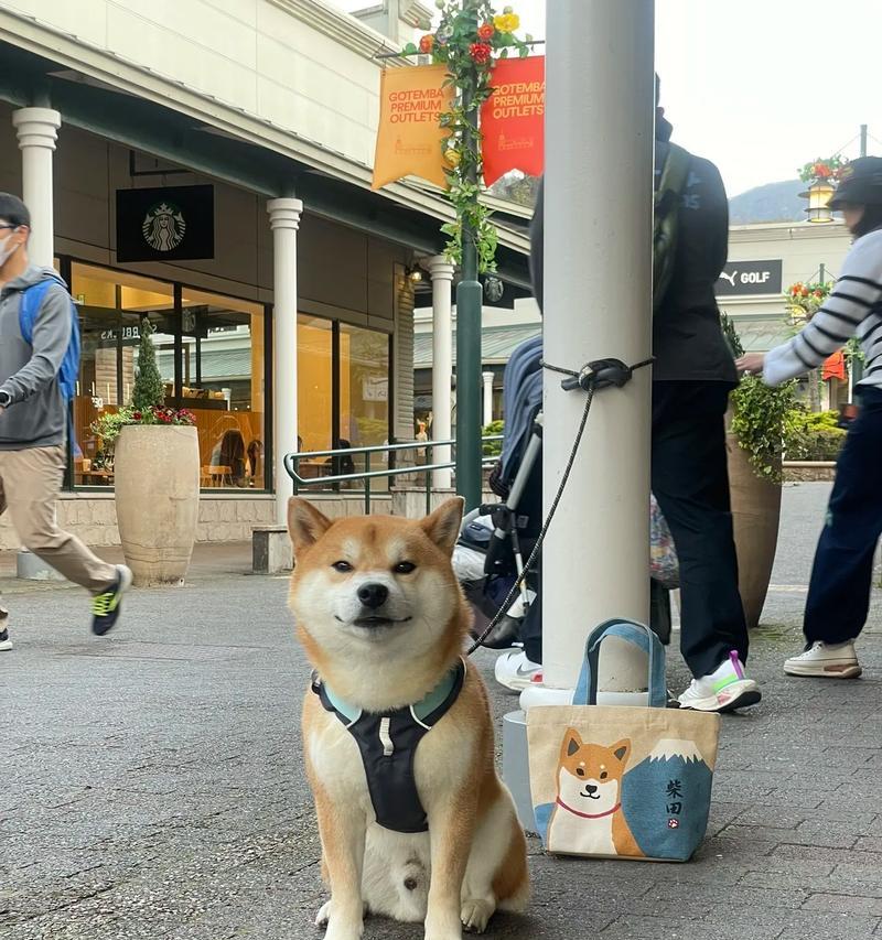 柴犬价格变化不定，血统差异为何成为决定因素？（探索柴犬价格波动的原因和血统的重要性）
