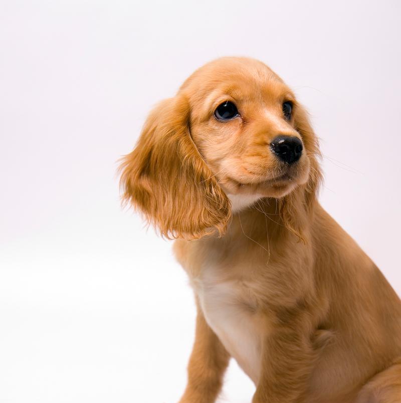解决英国斗牛犬拉稀问题的有效方法（缓解狗狗肠胃问题的简单技巧）