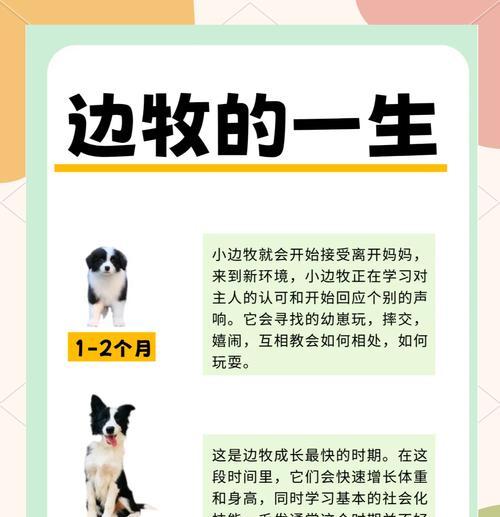 以边牧定点要学多久？（边牧训练的时间投入及效果）