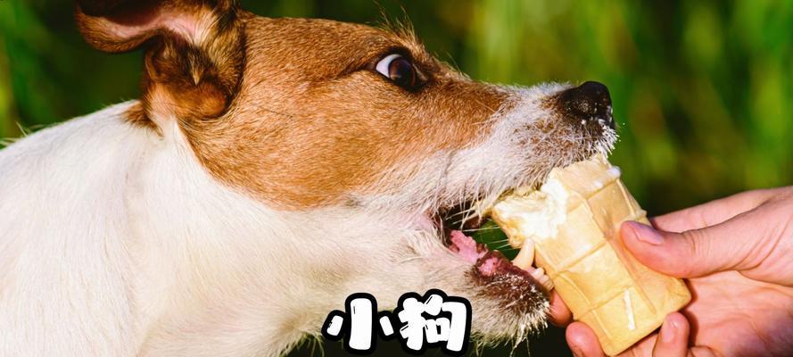 狗能挨饿多久？（揭秘狗的饥饿耐受能力）