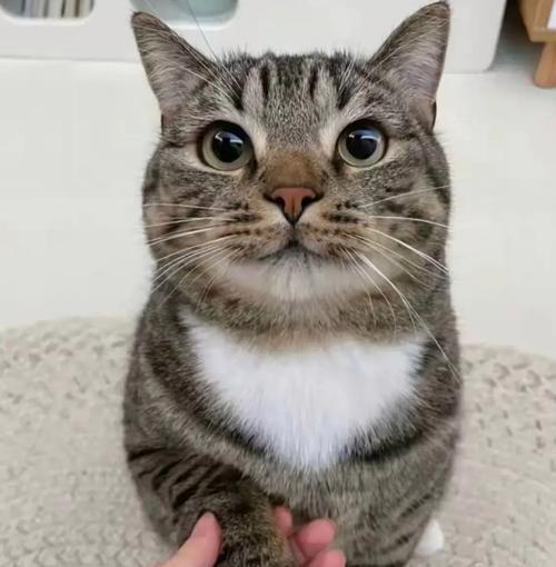 喜欢猫咪？这5种猫便宜又好养，很适合新手！（新手养猫指南，选择价格实惠的猫咪宠物）