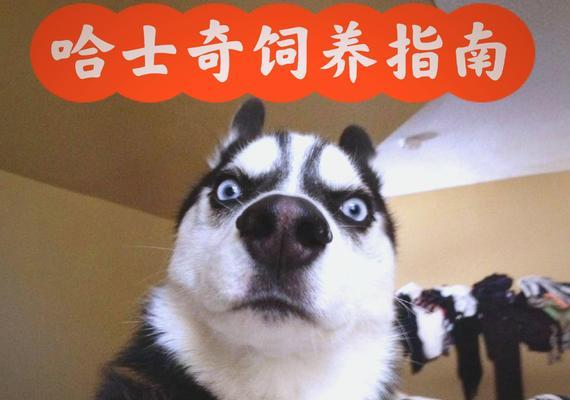 养哈士奇需要注意的事项（了解这些关键事项，让你成为优秀的哈士奇主人）