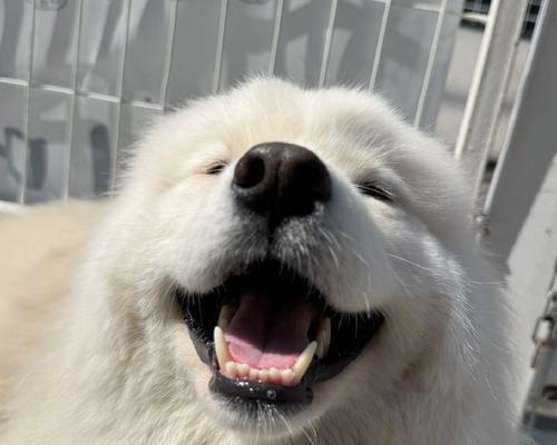 萨摩耶犬的身高体重及特点（了解萨摩耶犬的体格特征和发展历程）