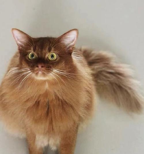 索马里猫的饲养与管理（打造幸福的索马里猫家庭，让爱与陪伴永不止息）