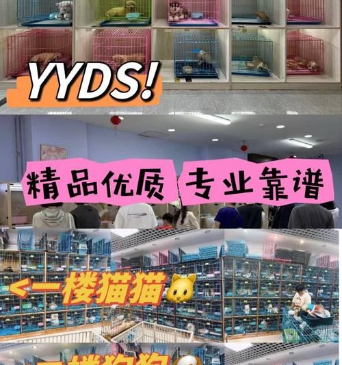 如何在有限预算下给你的狗狗提供物美价廉的生活？（以便宜狗狗有哪些经济实惠的选择）
